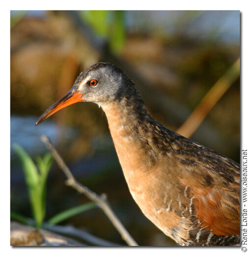 Virginia Rail