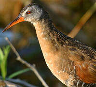 Virginia Rail