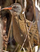 Virginia Rail