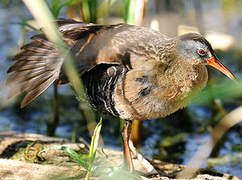 Virginia Rail