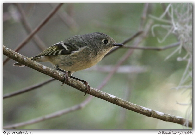 Ruby-crowned Kinglet