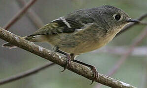 Ruby-crowned Kinglet