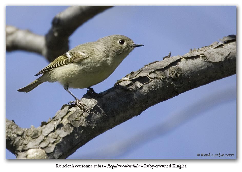 Ruby-crowned Kinglet female adult