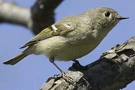 Ruby-crowned Kinglet