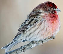 House Finch