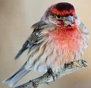 House Finch