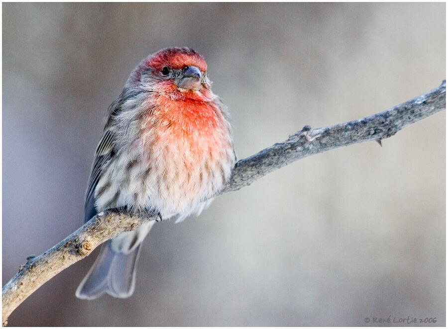 House Finch