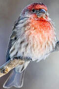 House Finch