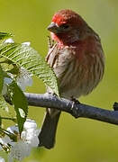 House Finch