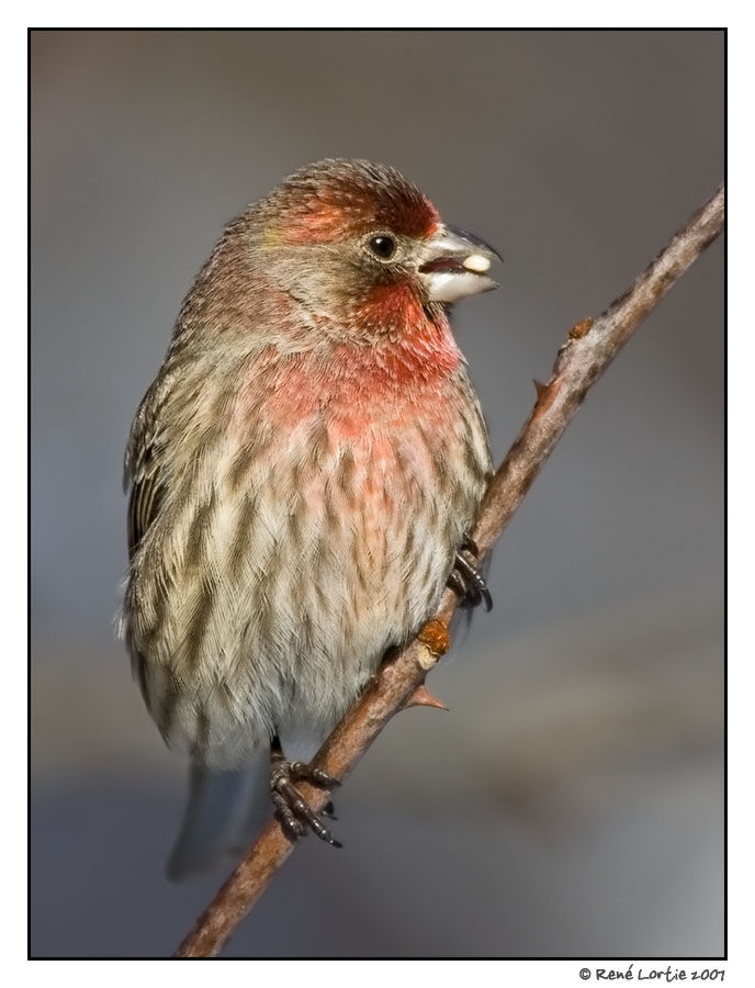 House Finch