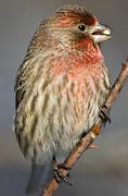 House Finch