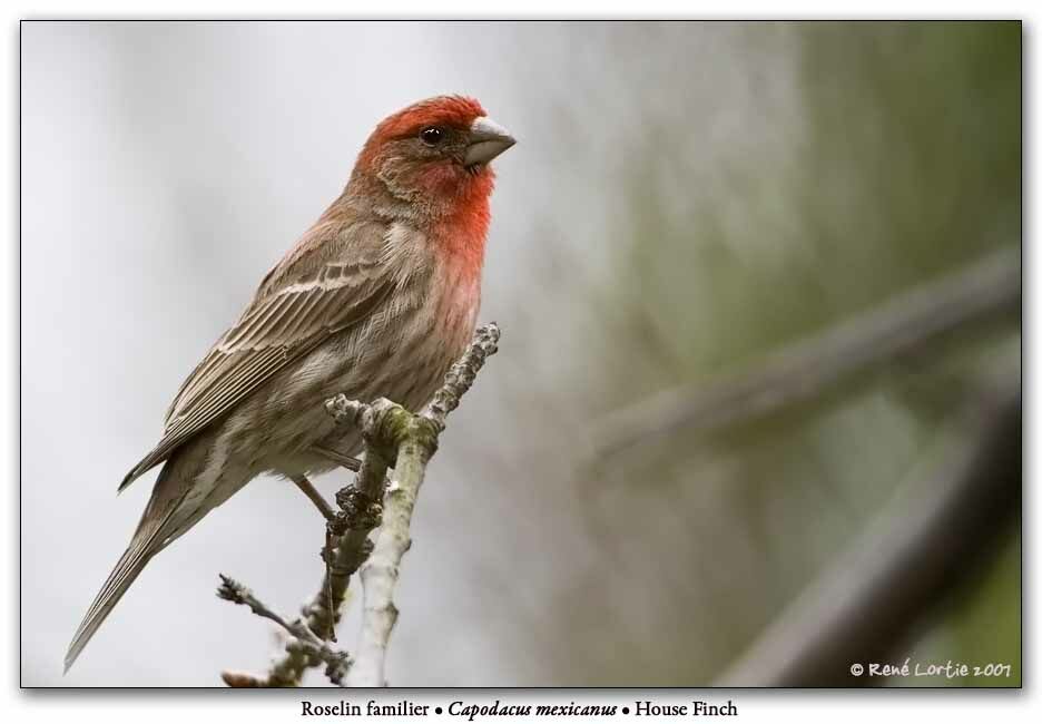 House Finch male