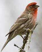 House Finch