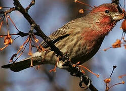 Purple Finch