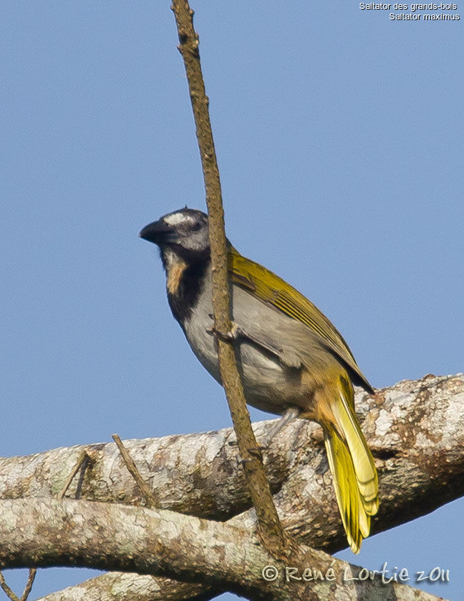 Buff-throated Saltatoradult, identification