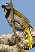 Buff-throated Saltator