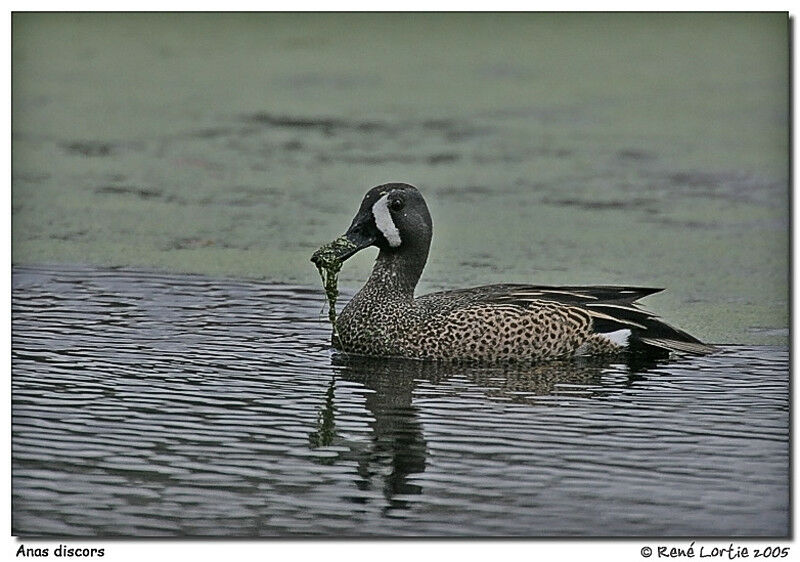 Sarcelle à ailes bleues