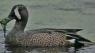 Blue-winged Teal