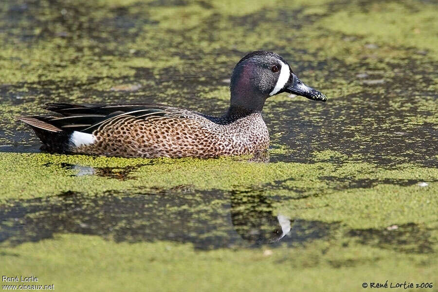 Sarcelle à ailes bleues mâle adulte nuptial, pigmentation, nage