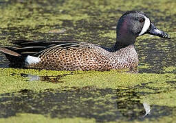 Blue-winged Teal