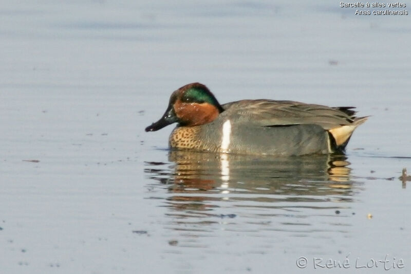 Green-winged Teal male adult, identification