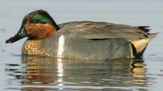 Green-winged Teal