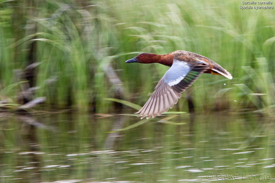 Cinnamon Tealadult, Flight