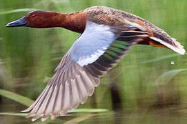 Cinnamon Teal