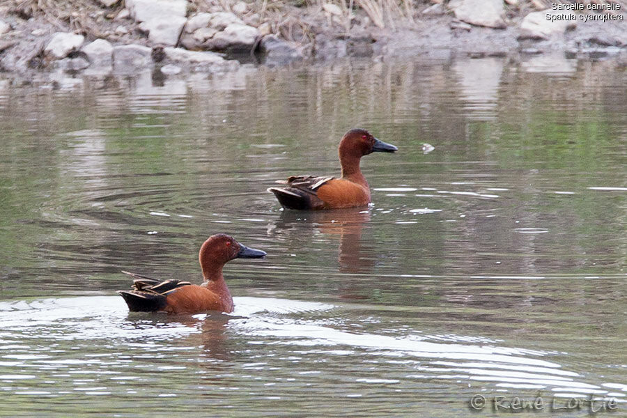 Cinnamon Teal male adult, identification