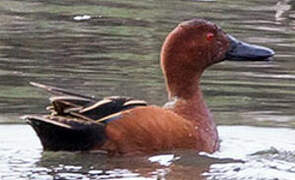 Cinnamon Teal