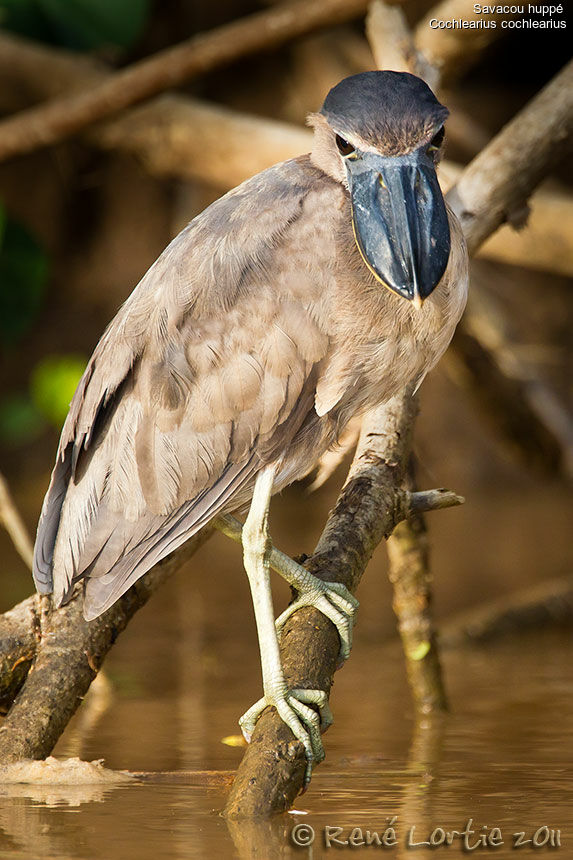 Savacou huppé, identification