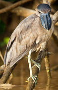 Boat-billed Heron