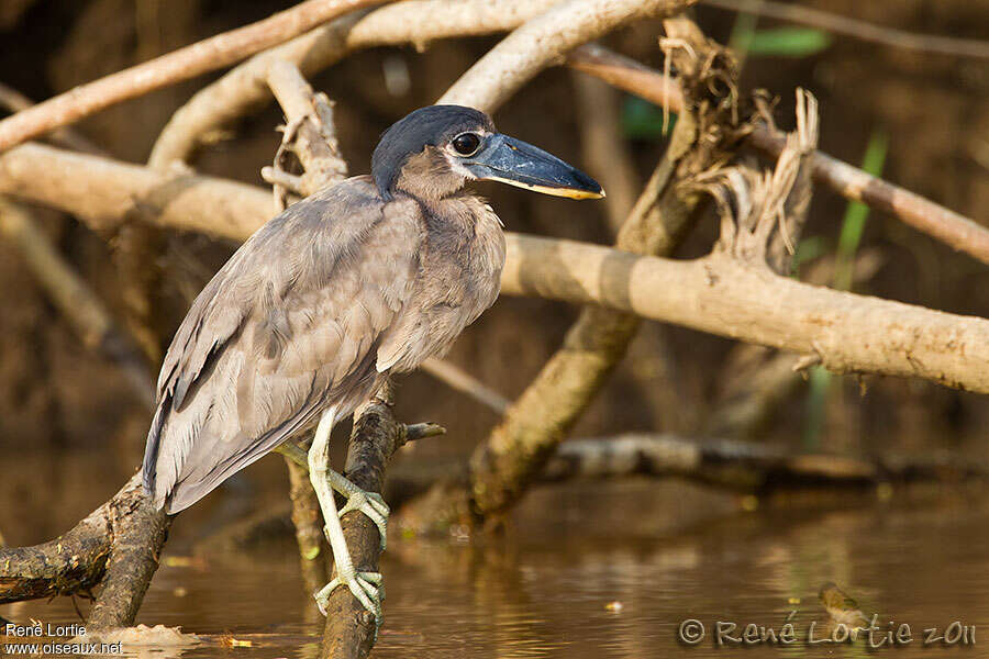 Boat-billed Heronimmature, identification