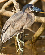 Boat-billed Heron