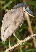 Boat-billed Heron