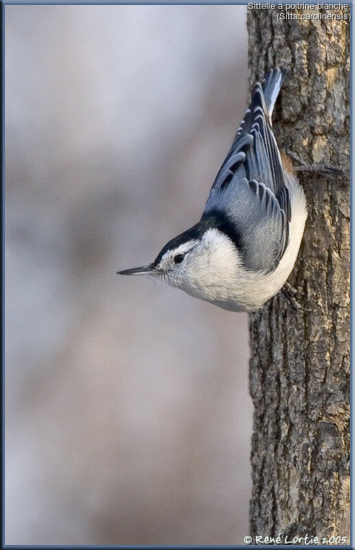 White-breasted Nuthatch