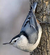 White-breasted Nuthatch