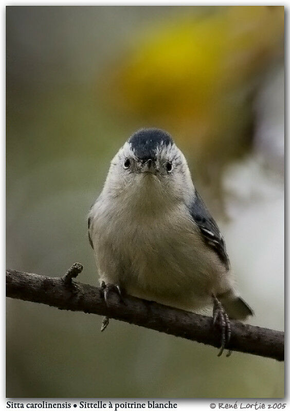 White-breasted Nuthatch