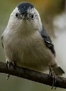 White-breasted Nuthatch