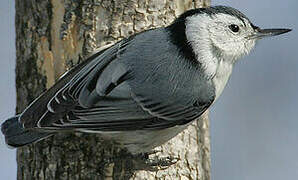 White-breasted Nuthatch