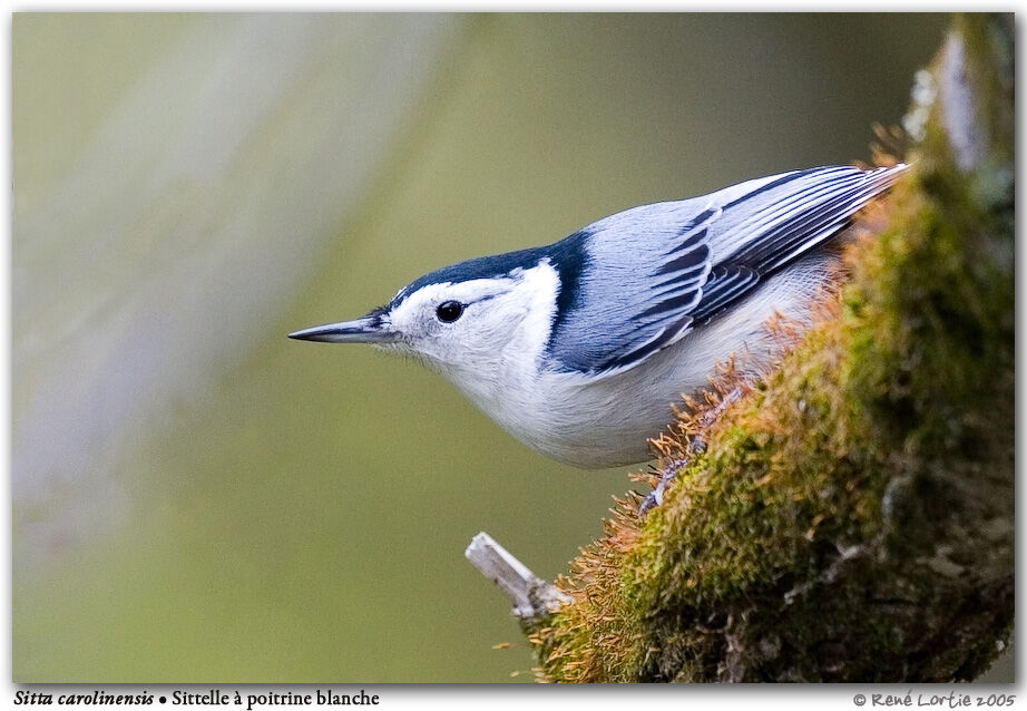 White-breasted Nuthatch