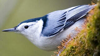 White-breasted Nuthatch