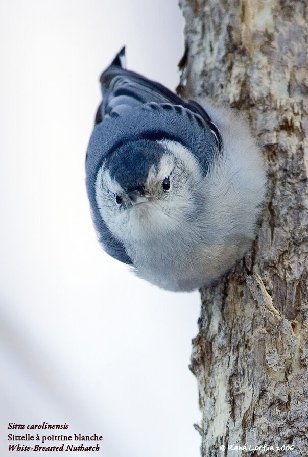 White-breasted Nuthatch