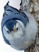 White-breasted Nuthatch