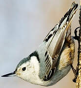 White-breasted Nuthatch