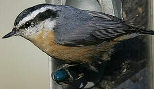 Red-breasted Nuthatch