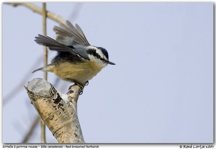 Red-breasted Nuthatchadult