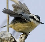 Red-breasted Nuthatch