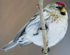 Common Redpoll