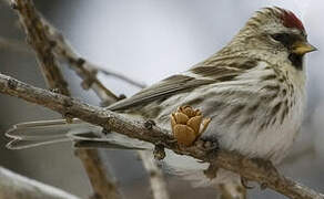 Common Redpoll